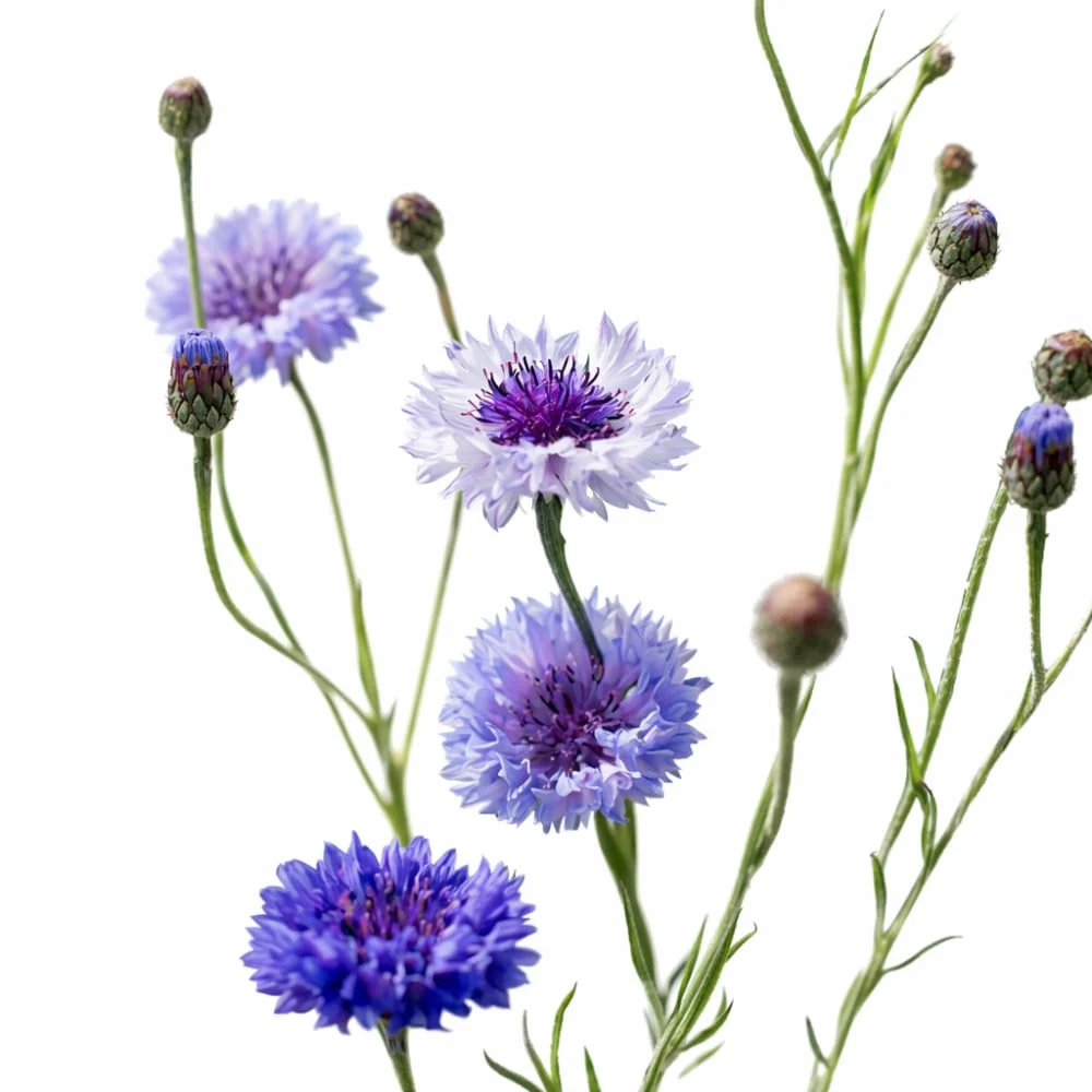 Centaurée bleuet Classic Fantastic | Centaurea cyanus