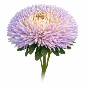 China Aster Juwel Ametrin Lavendel | Callistephus chinensis
