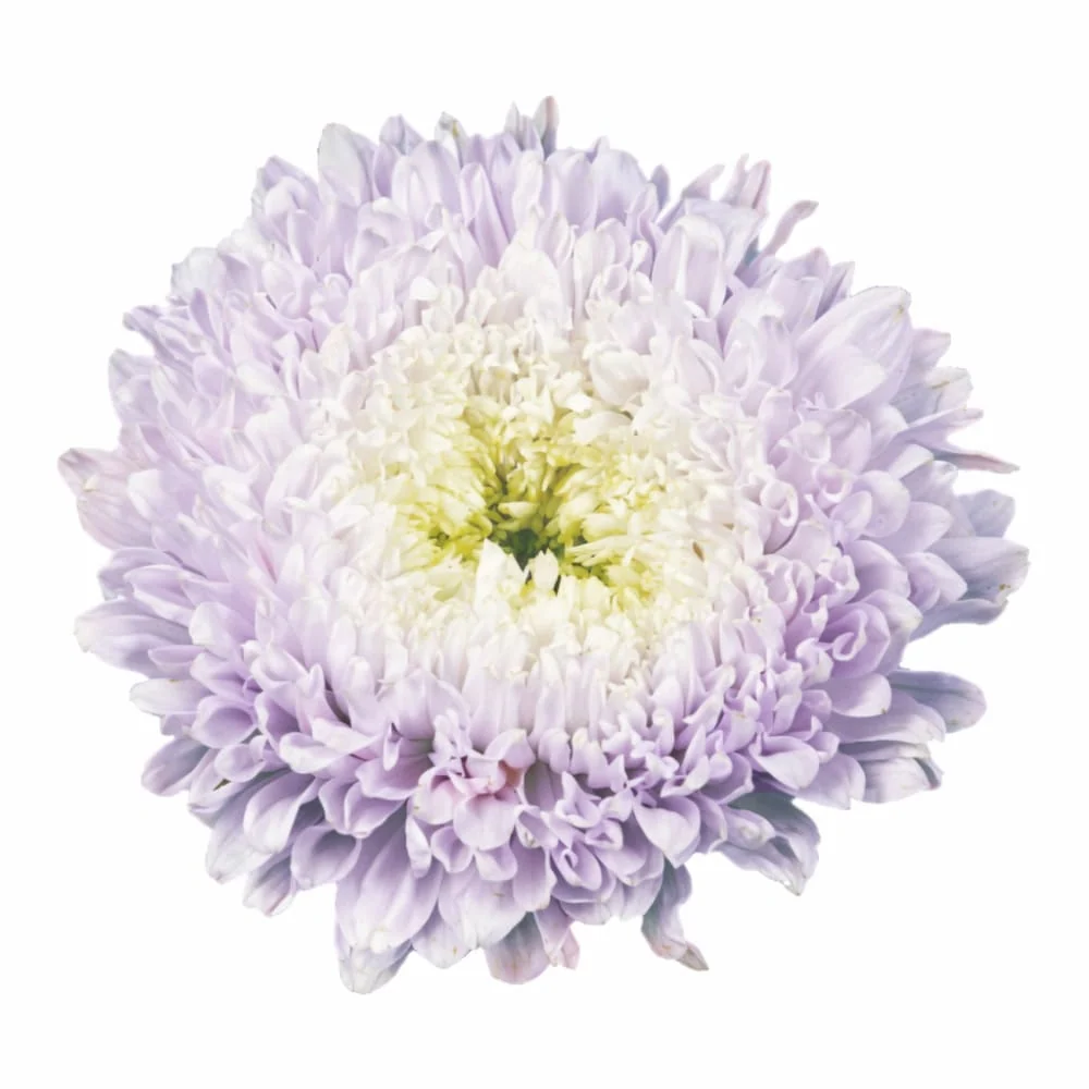 China Aster Matador® Soft Blue | Callistephus chinensis