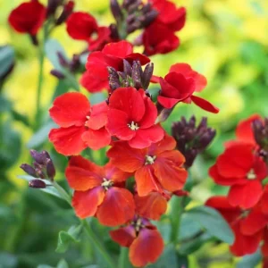 Giroflée des murailles Ivory White | Cheiranthus cheiri (Erysimum cheiri)