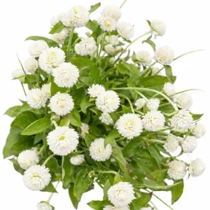Gomphréna globosa ‘Las Vegas White’ | Gomphrena globosa