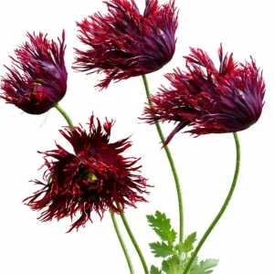 Graines de Pavot annuel Black Swan | Papaver somniferum