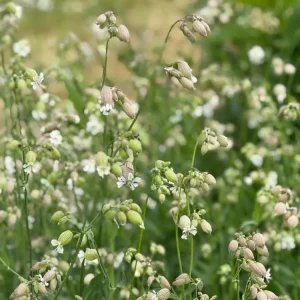 Silène vulgaire ‘Blushing Lantern’ | Silene vulgaris