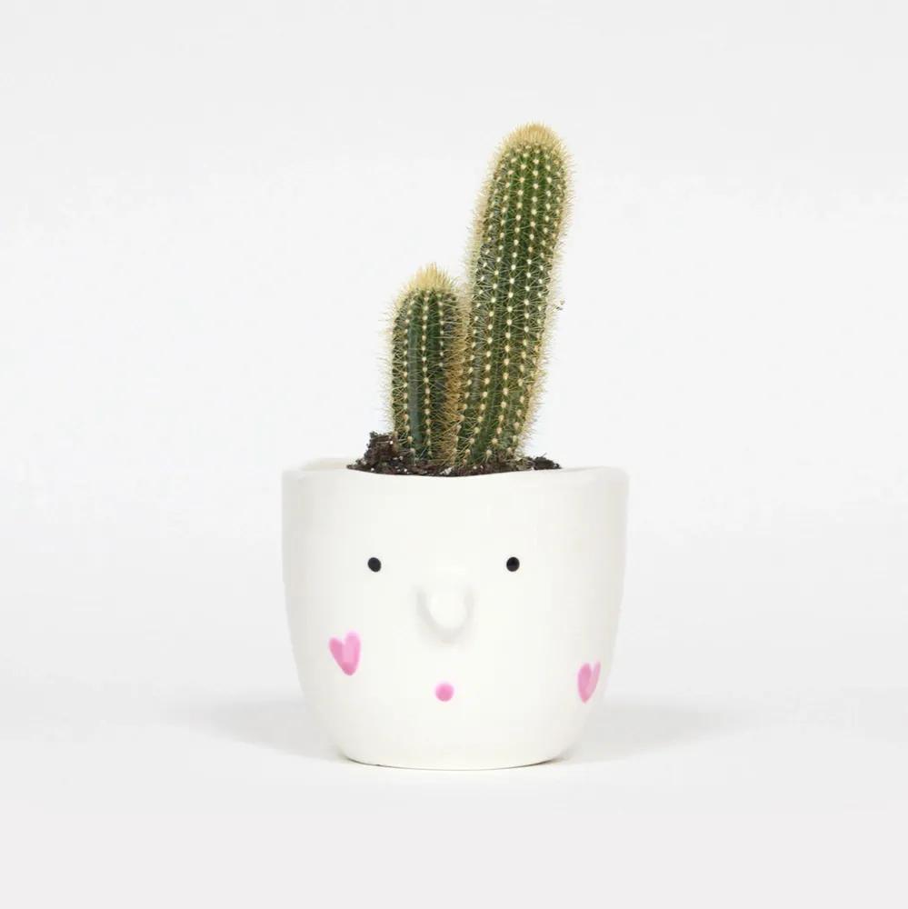 LE CACHE-POT - PINK MY LADY
