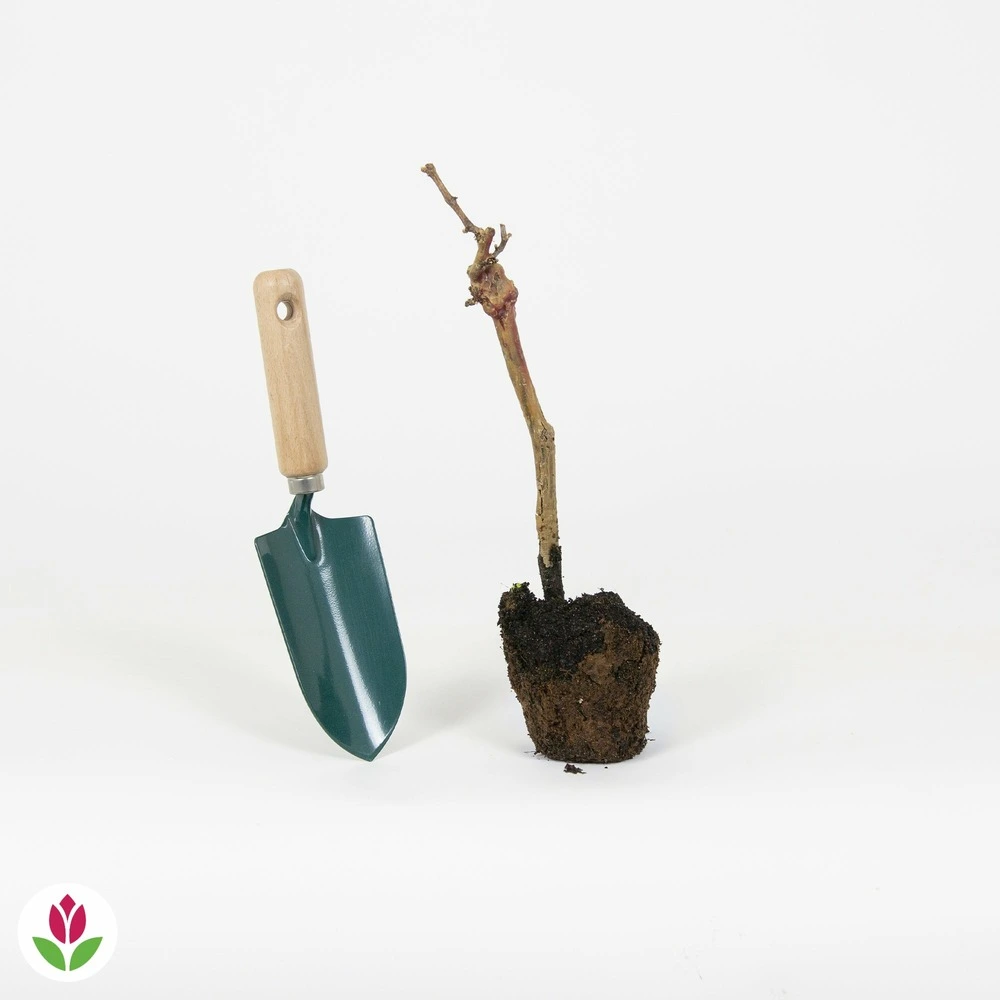 Vigne pinot - la motte / hauteur livrée 20-40cm