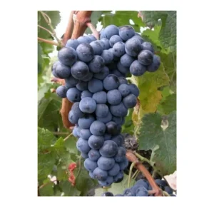 Vigne pour réaliser son Vin Merlot-Motte-taille 20 à 40 cm- vendu à l'unité- LIVRAISON GRATUITE