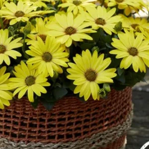 OSTEOSPERMUM SENORITA - SOLANA LES SERRES FRANK ZYROMSKI INC.