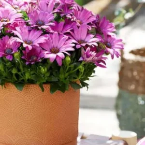 OSTEOSPERMUM SENORITA - TANJA LES SERRES FRANK ZYROMSKI INC.
