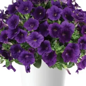 PÉTUNIA CAPELLA - INDIGO LES SERRES FRANK ZYROMSKI INC.