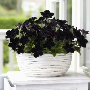 PÉTUNIA CRAZYTUNIA - BLACK MAMBA LES SERRES FRANK ZYROMSKI INC.