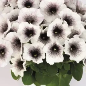 PÉTUNIA CRAZYTUNIA - BLACK & WHITE LES SERRES FRANK ZYROMSKI INC.