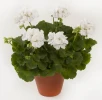 PELARGONIUM ELANOS - ICEBERG LES SERRES FRANK ZYROMSKI INC.