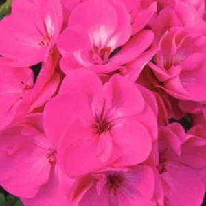 PELARGONIUM MOONLIGHT - LAVENDER TYPHOON LES SERRES FRANK ZYROMSKI INC.