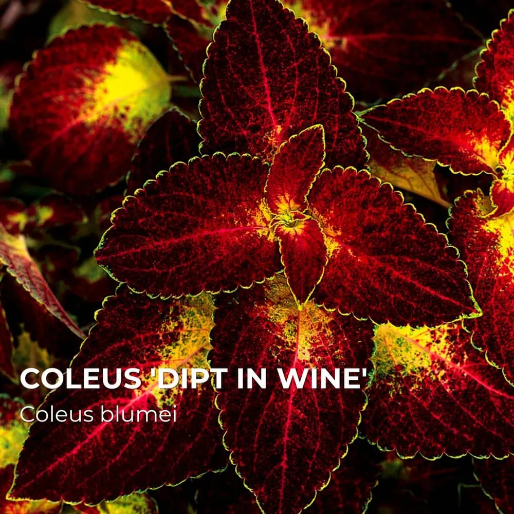 PLANT - Coleus 'Dipt Wine' (Coleus blumei)