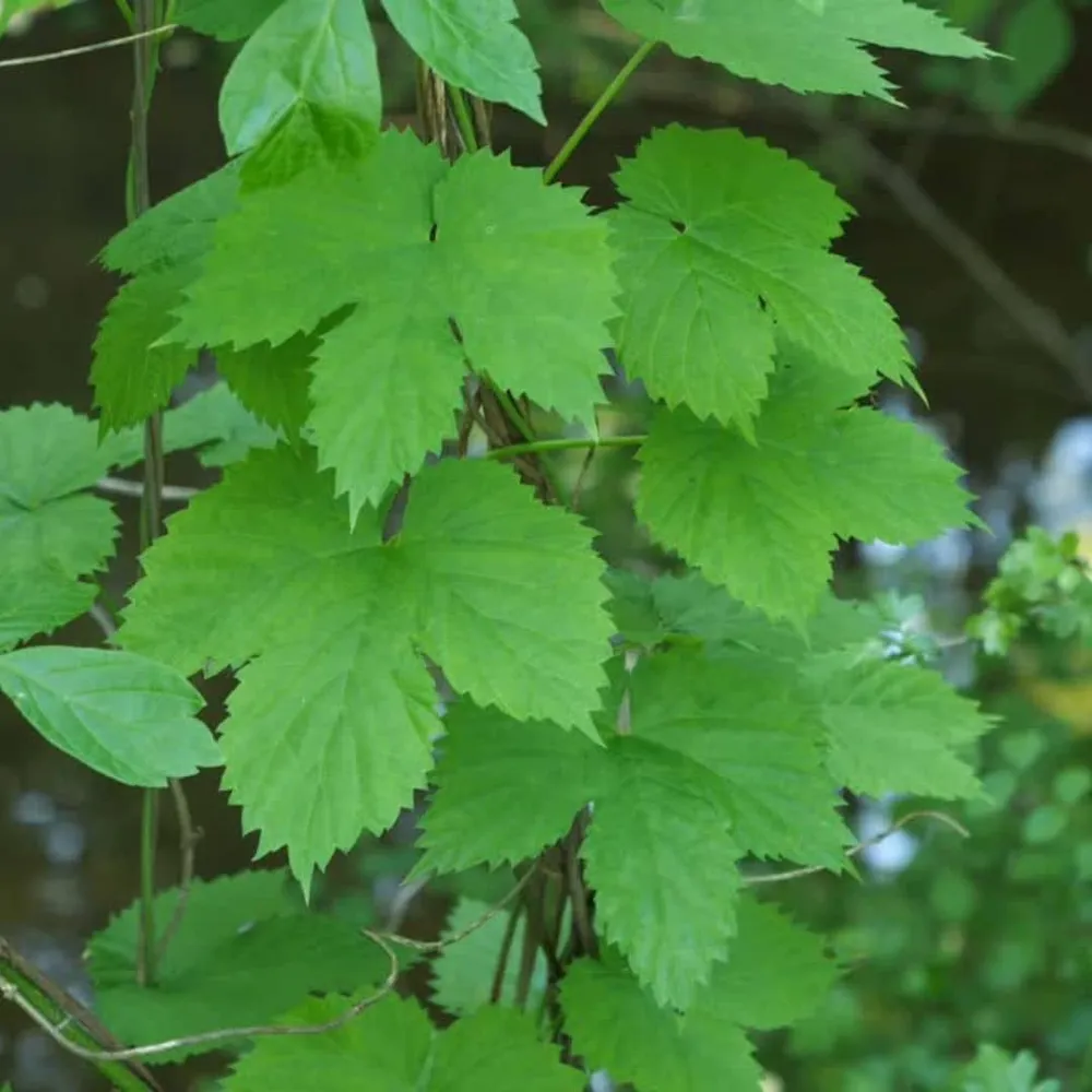 PLANT - Houblon (Humulus lupulus)