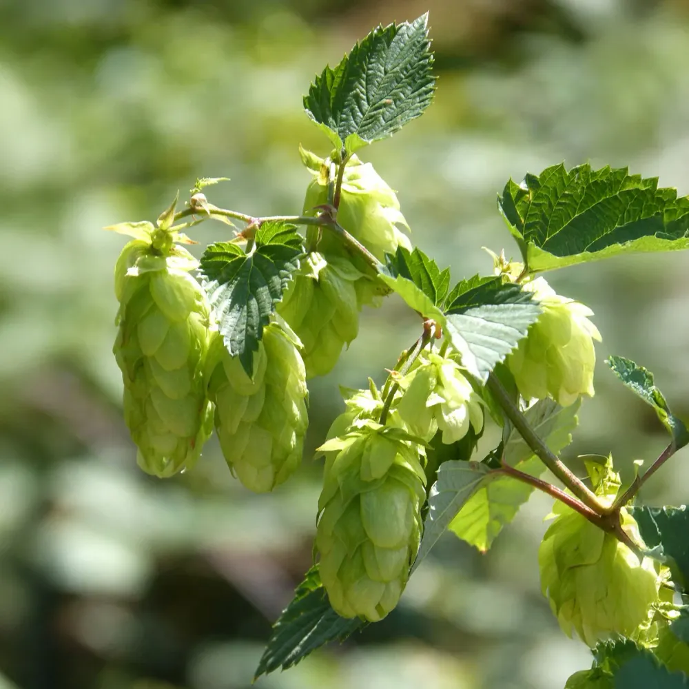 Houblon Centennial 1778087024