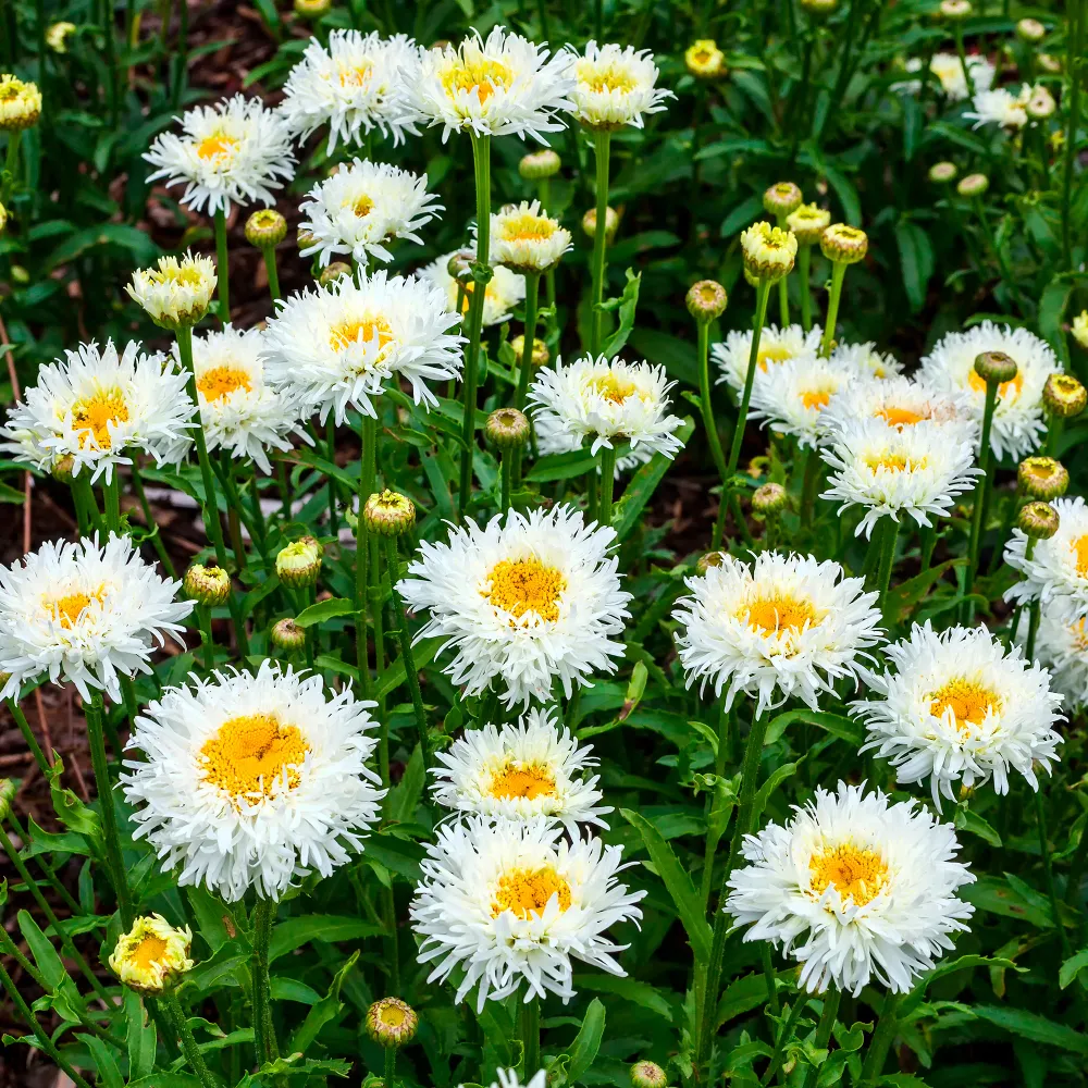 Marguerite d'été Coconut 1777765863