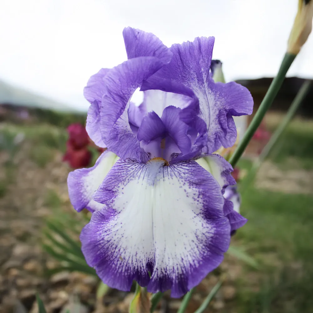 2 Iris de jardin Bordure 1778055570