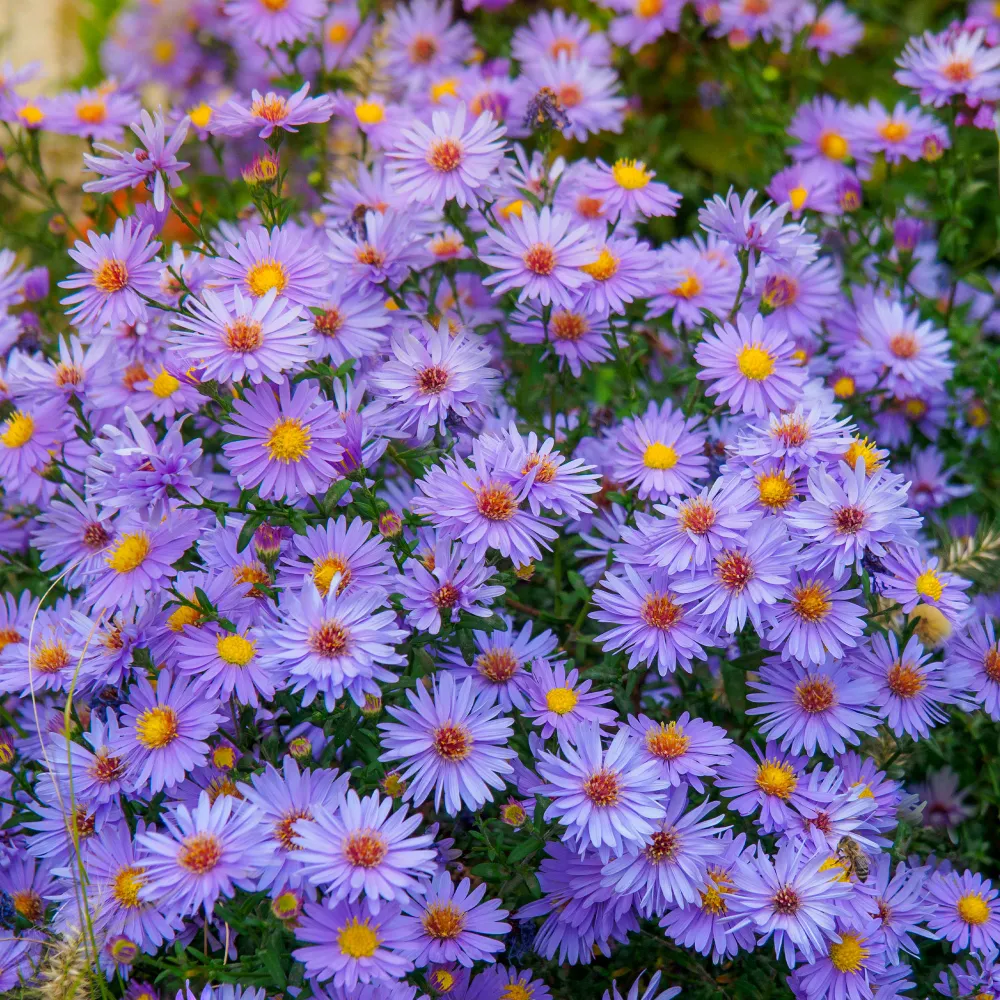 3 Asters Wood's light blue 1778134888