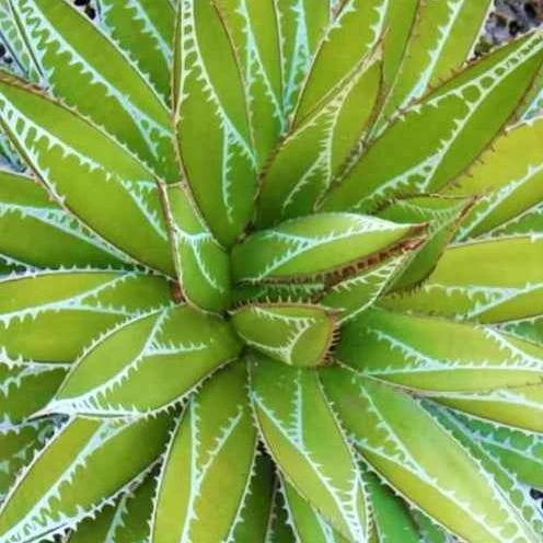Agave Impressive 1778163133