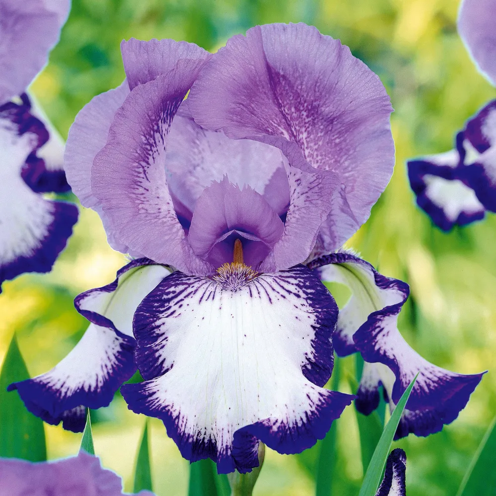 2 Iris de jardin Bordure 1778314622