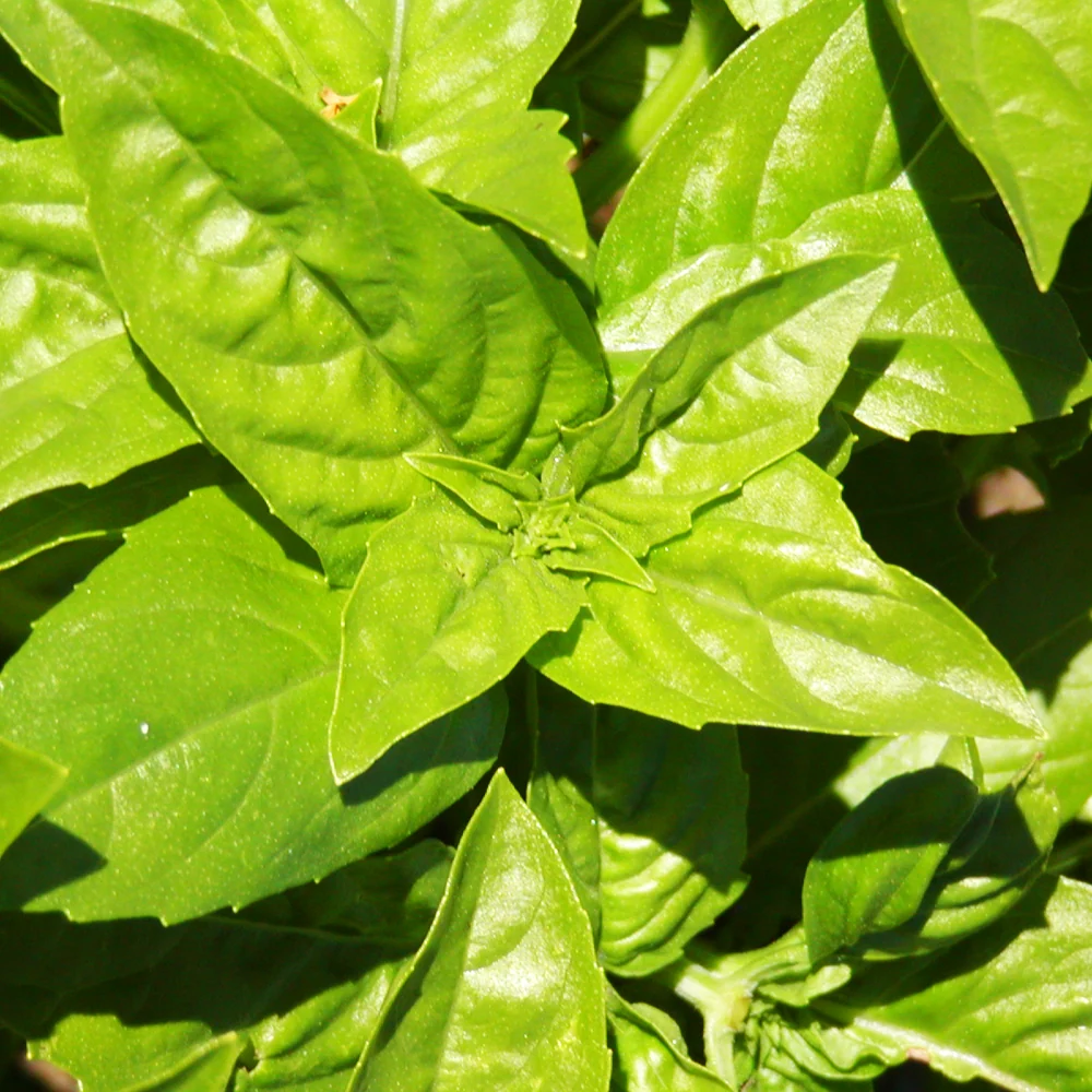 SEMENCES BIOLOGIQUES: BASILIC GENOVESE ECOUMENE