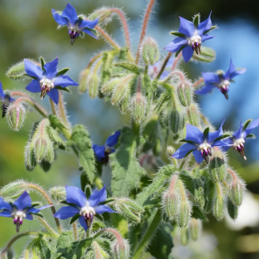 SEMENCES BIOLOGIQUES: BOURRACHE OFFICINALE ECOUMENE