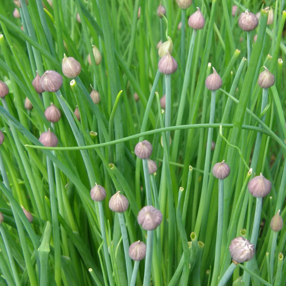 SEMENCES BIOLOGIQUES: CIBOULETTE DE JARDIN ECOUMENE