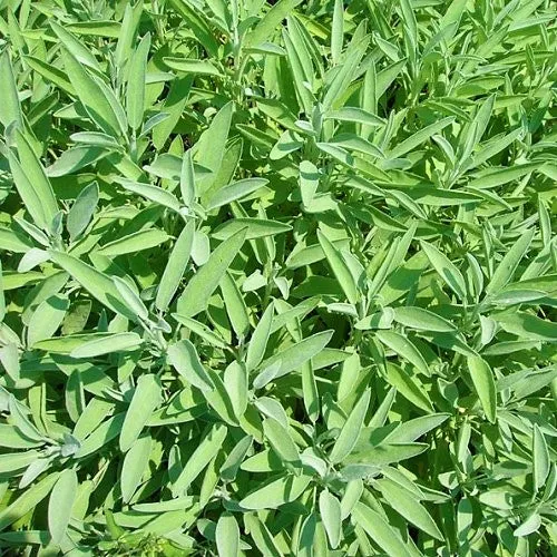 SEMENCES BIOLOGIQUES: SAUGE OFFICINALE ECOUMENE
