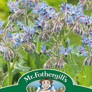 SEMENCES DE FINES HERBES: BOURRACHE FOOTPRINT PRODUCTS LIMITED