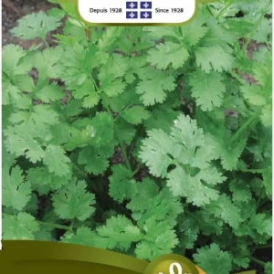 SEMENCES DE FINES HERBES BIO: CORIANDRE - CULTIVÉE NORSECO