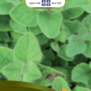 SEMENCES DE FINES HERBES: ORIGAN NORSECO
