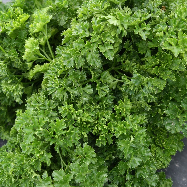 SEMENCES DE FINES HERBES BIO: PERSIL - FRISÉ TOURNE-SOL
