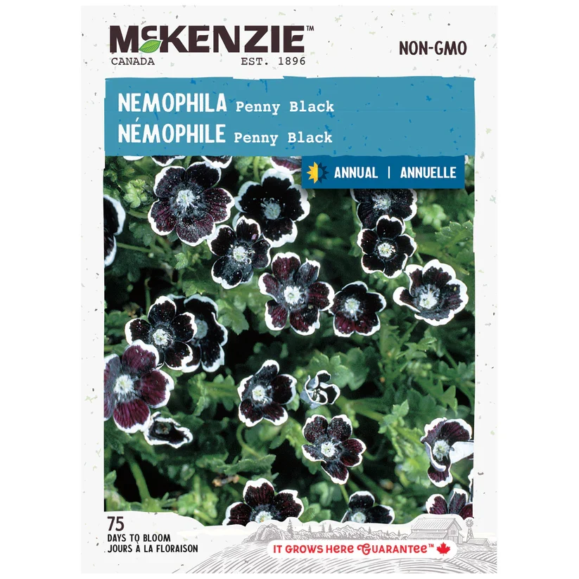 SEMENCES DE FLEURS: NEMOPHILA - PENNY BLACK A.E. MCKENZIE CO.
