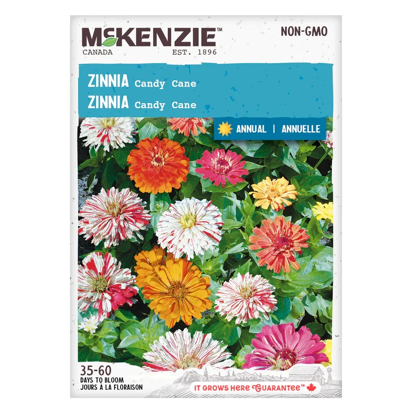 SEMENCES DE FLEURS: ZINNIA - CANDY CANE A.E. MCKENZIE CO.