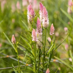 SEMENCES BIOLOGIQUES: CELOSIE FLAMINGO FEATHER ECOUMENE