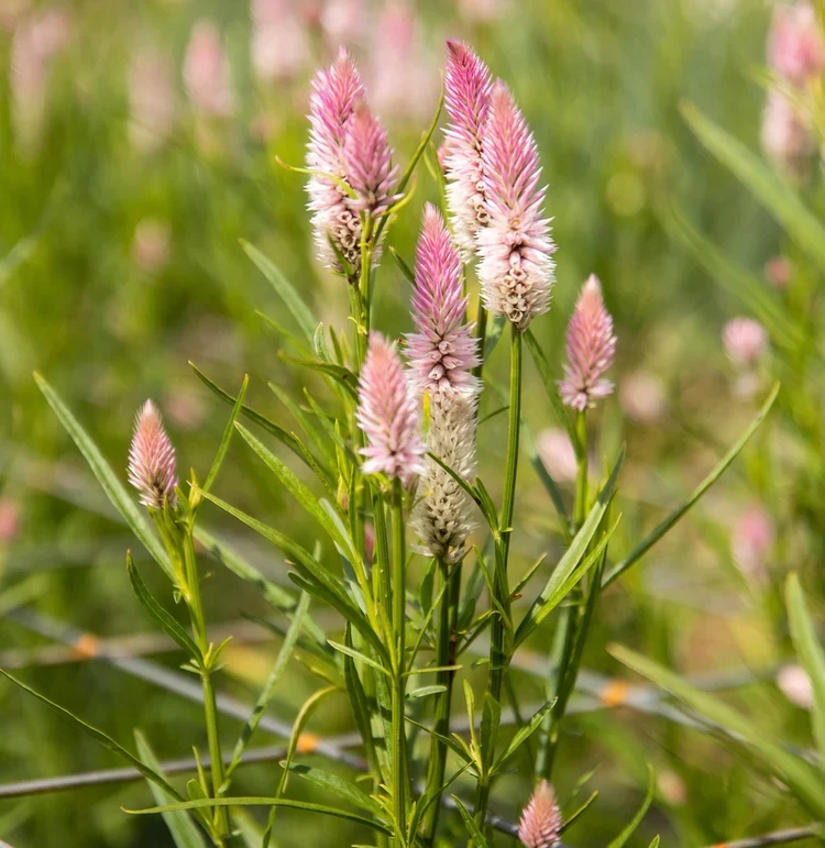 SEMENCES BIOLOGIQUES: CELOSIE FLAMINGO FEATHER ECOUMENE