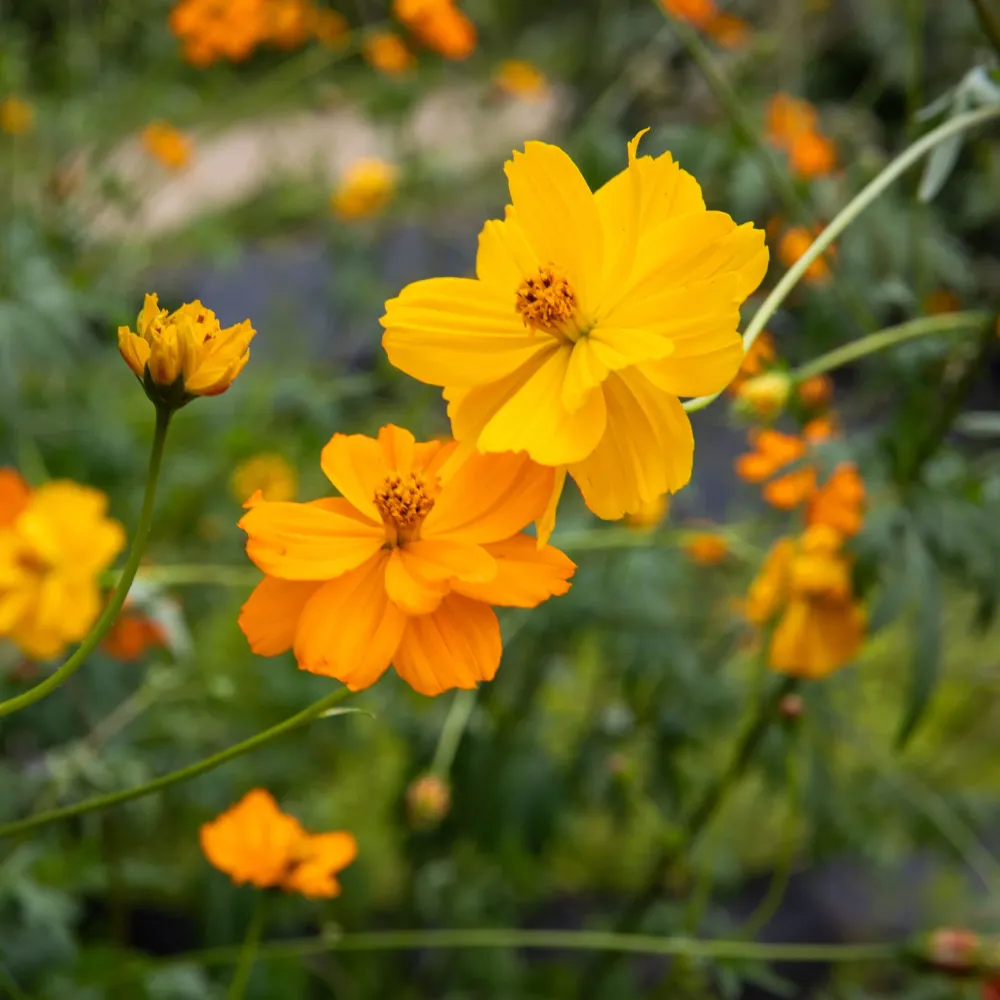 SEMENCES BIOLOGIQUES: COSMOS BRIGHT LIGHTS ECOUMENE