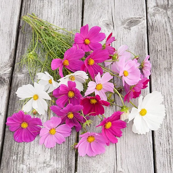 SEMENCES BIOLOGIQUES: COSMOS SENSATION ECOUMENE