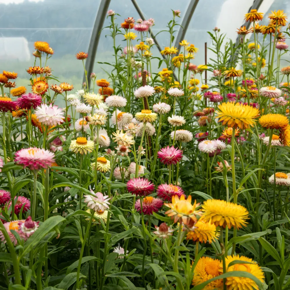 SEMENCES BIOLOGIQUES: IMMORTELLE À BRACTÉES EN MÉLANGE ECOUMENE