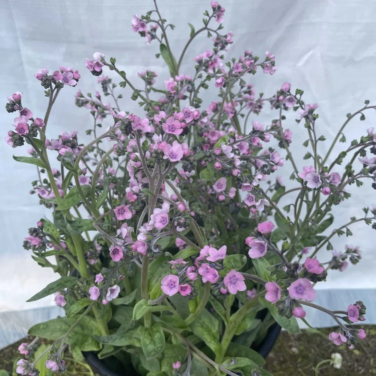SEMENCES BIOLOGIQUES: MYOSOTIS CHINOIS ROSE ECOUMENE