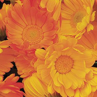 SEMENCES BIOLOGIQUES: SOUCI OFFICINAL DE JARDIN ECOUMENE