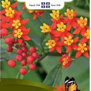 SEMENCES DE FLEURS: ASCLEPIAS - RED BUTTERFLY NORSECO