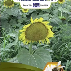 SEMENCES DE FLEURS: TOURNESOL - GEANT NORSECO