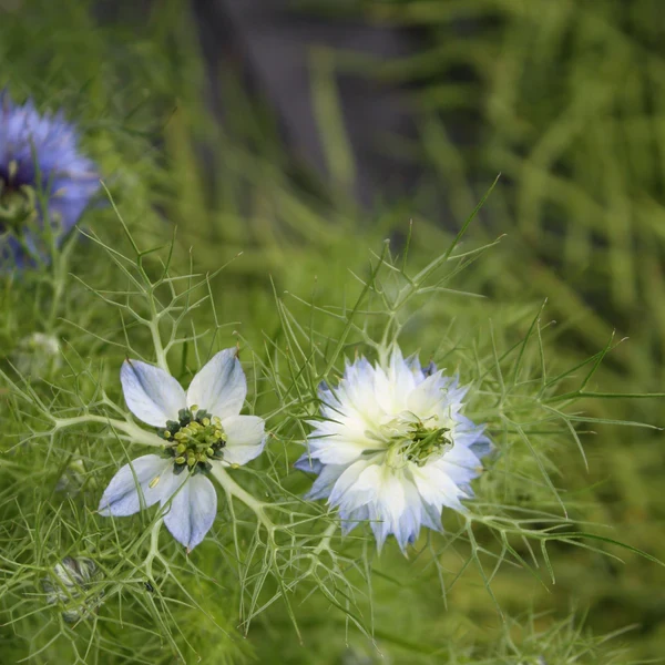 SEMENCES DE FLEURS BIO: NIGELLE - LOVE MIST TOURNE-SOL
