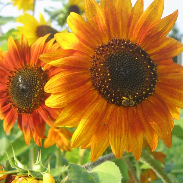 SEMENCES DE FLEURS BIO: TOURNESOL - MELANGE TOURNE-SOL