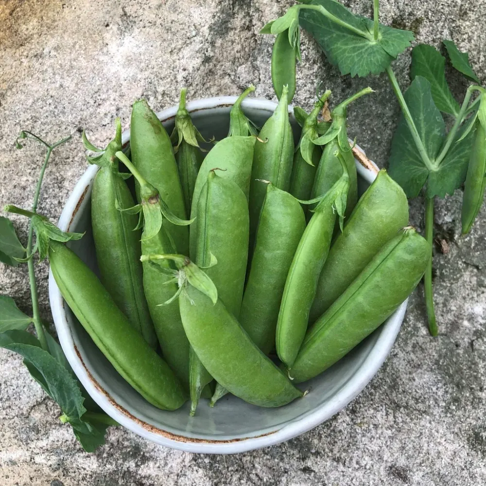 SEMENCES BIOLOGIQUE: POIS SUGAR SNAP ÉCOUMÈNE