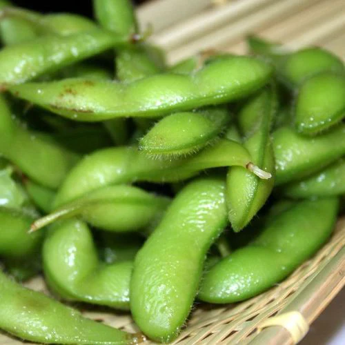 SEMENCES BIOLOGIQUE: SOJA EDAMAME ENVY ÉCOUMÈNE