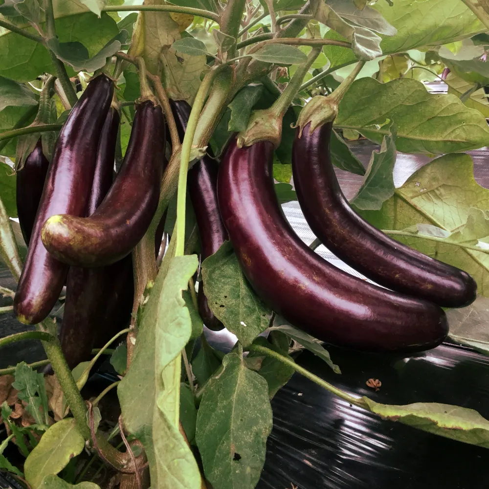 SEMENCES BIOLOGIQUES: AUBERGINE LITTLE FINGER ECOUMENE
