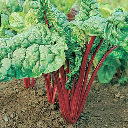 SEMENCES BIOLOGIQUES: BETTE CARDE RHUBARBE RED ECOUMENE